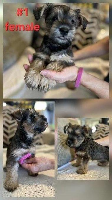 Miniature Schnauzer puppies 