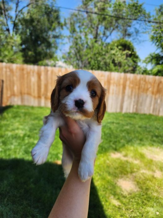 AKC Cavalier King Charles Spaniels 