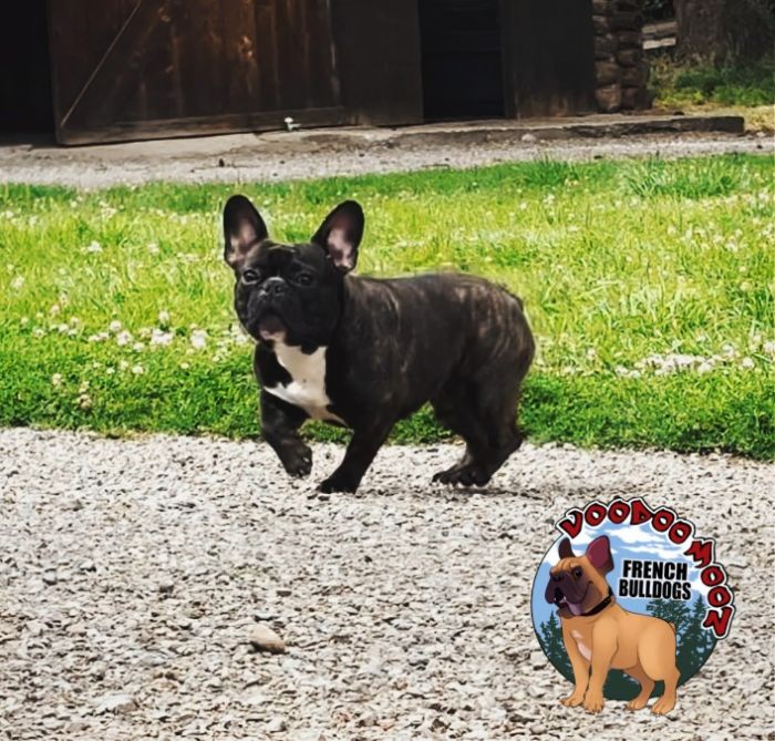 Frenchie Boys!