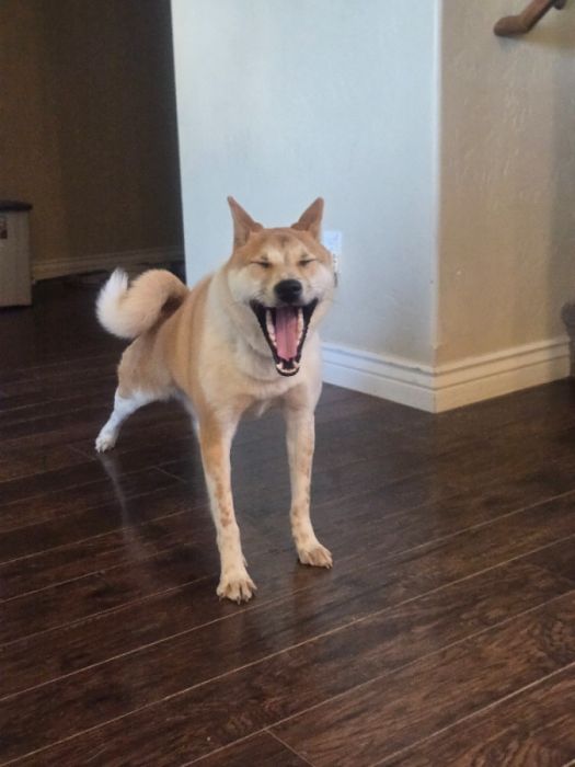 Shiba Inu 