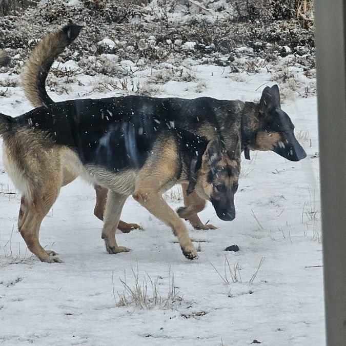 4 year old Belgian Malinois