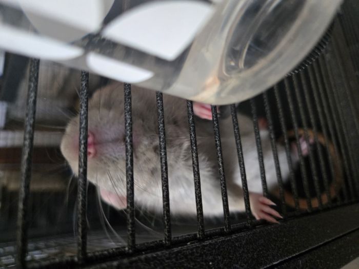 Dumbo Ear Rat Pair