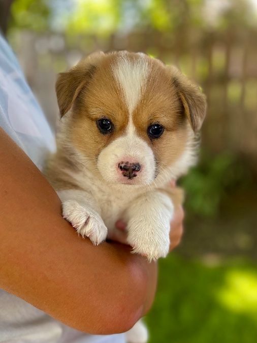 Akc Pembroke Welsh Corgi puppies