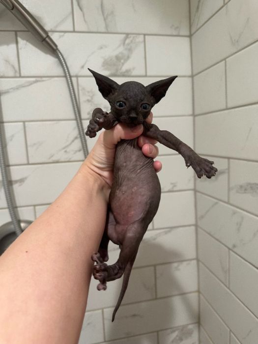 Sphynx kittens 