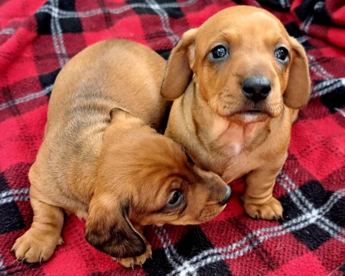  Miniature Dachshund Puppies 🐾