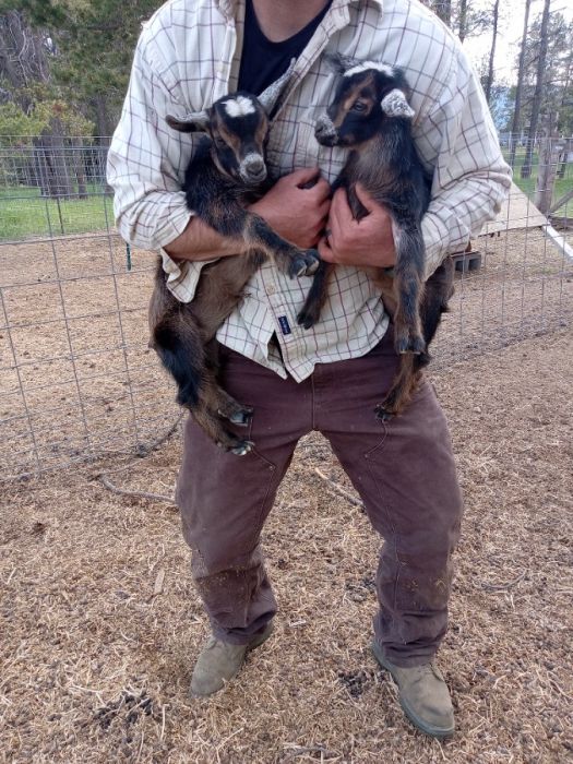 Goat kids ready to wean