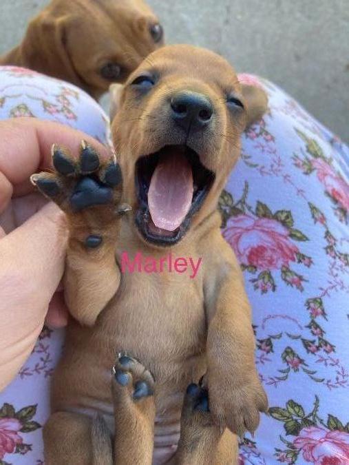 Miniature Dachshund puppies