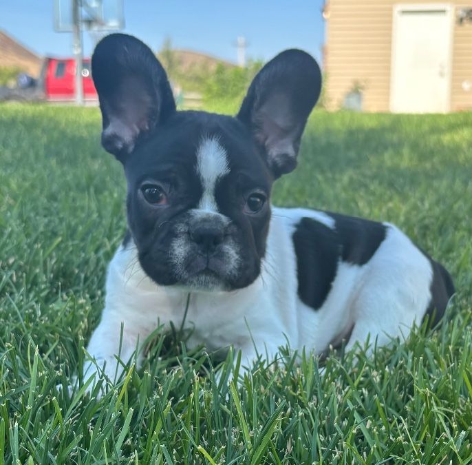 French Bulldogs
