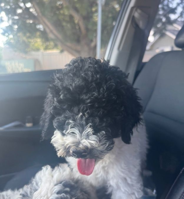 Miniature bernedoodle puppies- just updated 9/3