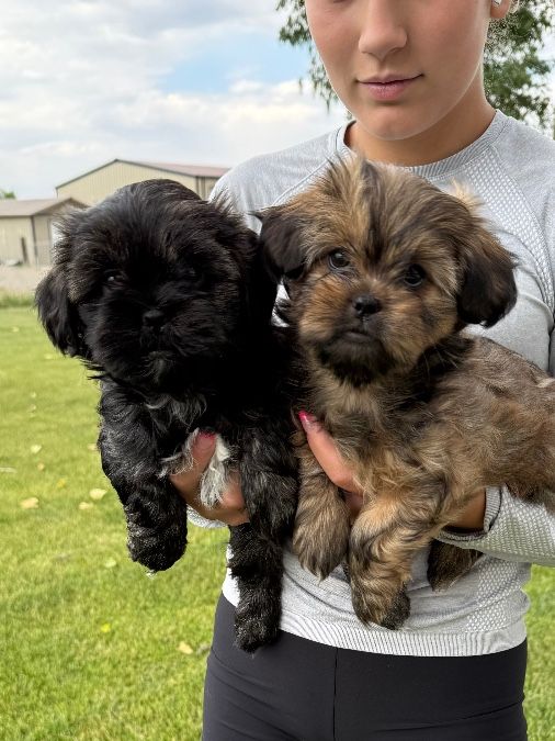 Shorkie puppies - Shih Tzu Yorkie