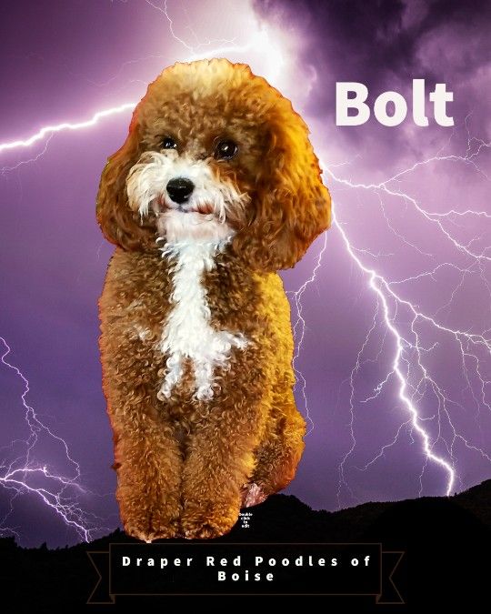 Bolt