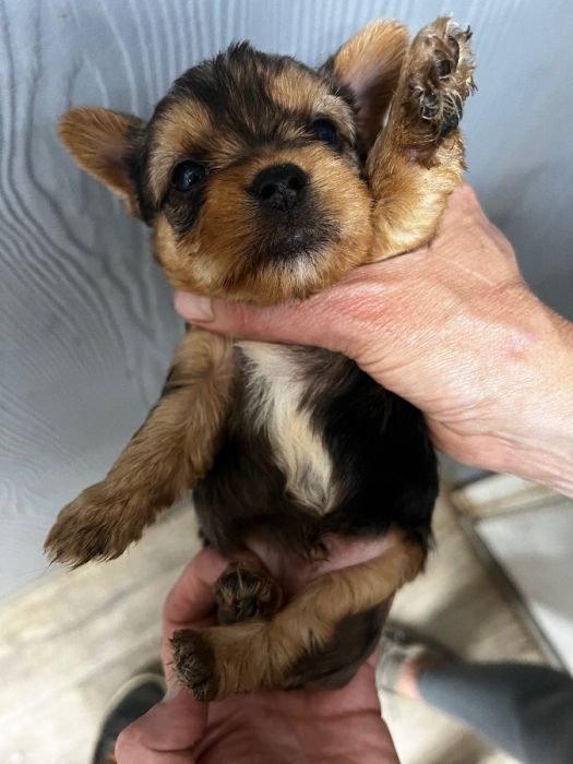 Yorkshire terrier