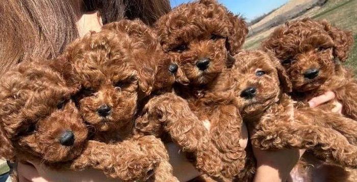 ☀Summer Break Deal! Mini Goldendoodle Puppies F2bb