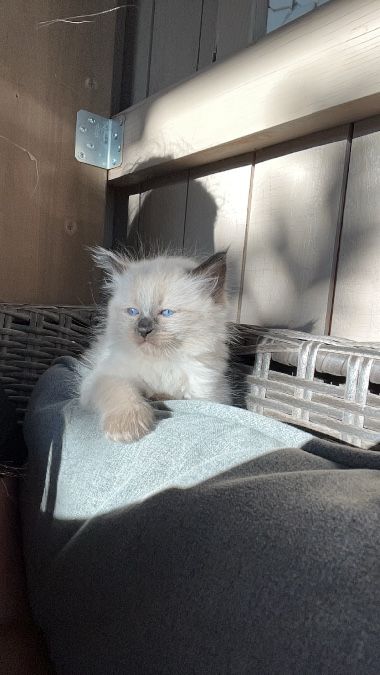 Male kitten 