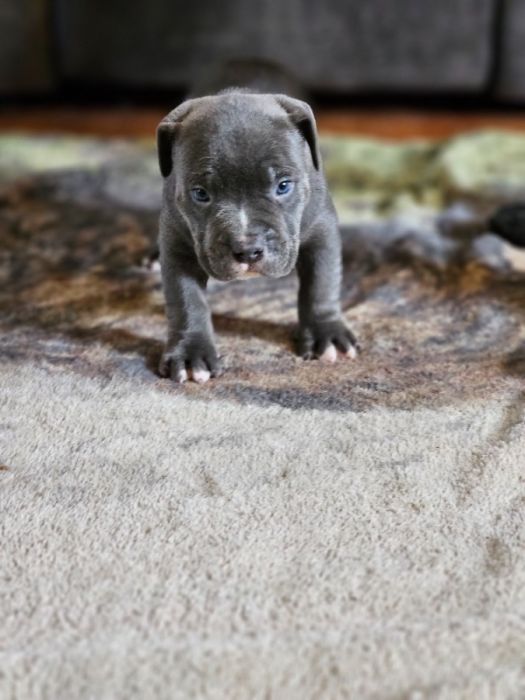 Boy