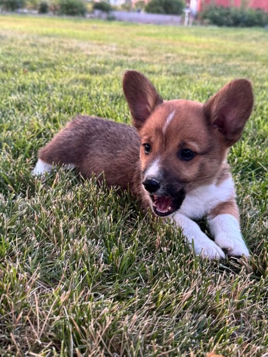 Pembroke Welsh Corgis