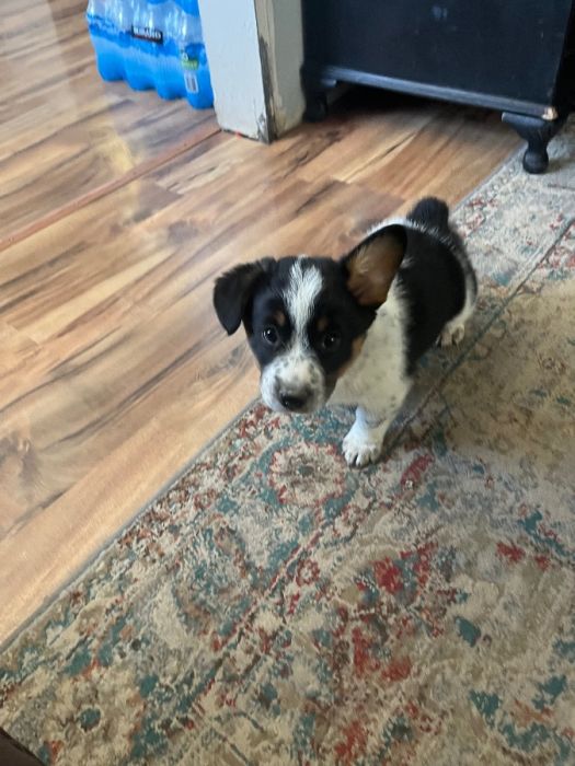 Cowboy corgi puppies