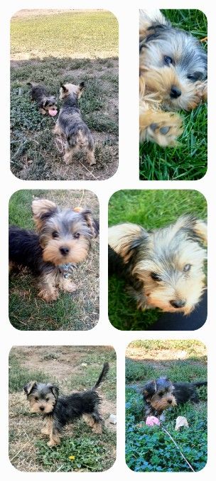 Small Yorkie puppy 4 months old.Adorable.