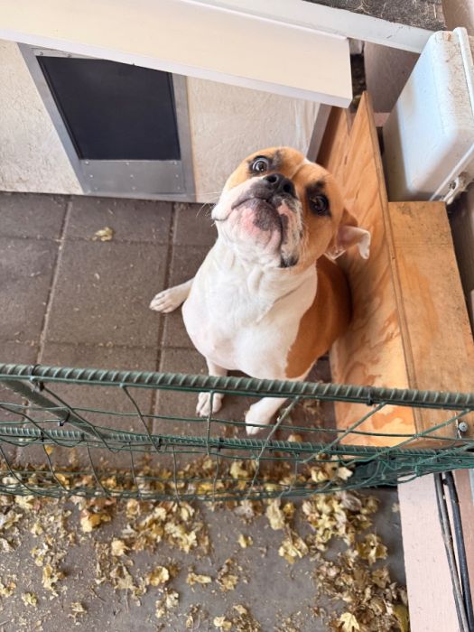 Ole english bulldog 1 year old