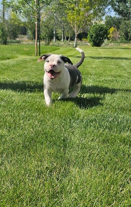 ABKC American Bullies 