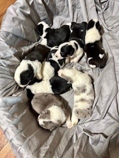 Current Litter