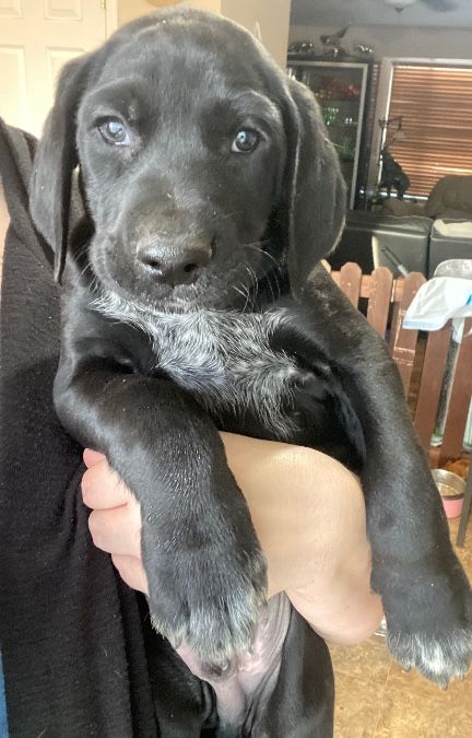 German Shorthair Pointer/Doberman mixed Puppy