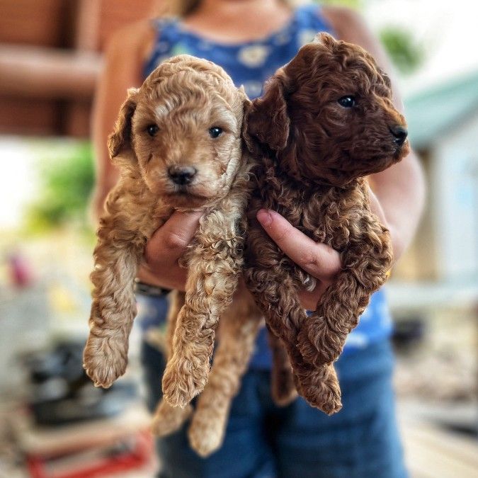 Mini Goldendoodle puppies 