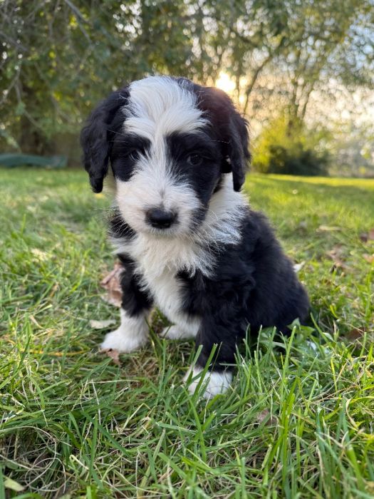 Bernedoodle puppies ready now!