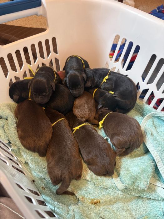 Lab Puppies