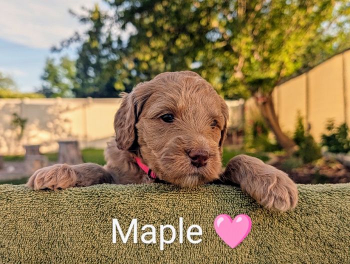 Multigen Goldendoodle Puppies