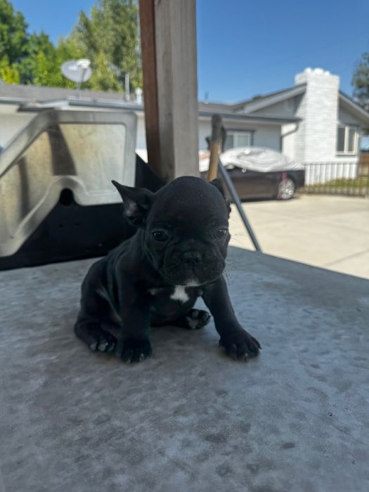 Frenchie puppies ready to go home!