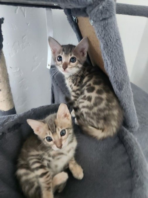  Bengal kittens 