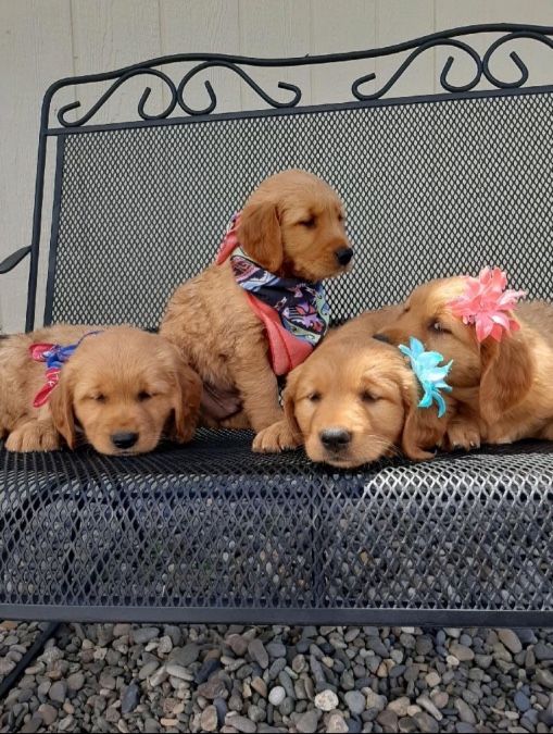 Golden retriever puppies 