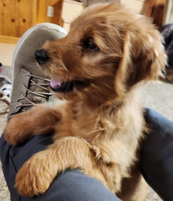 Mini Red Goldendoodles, price reduced