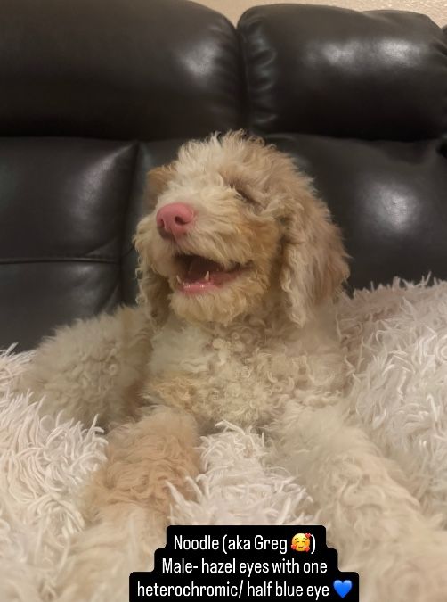 Miniature bernedoodle puppies- just updated 8/10! 