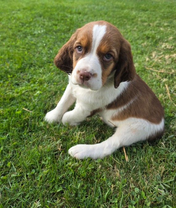 Springer Spaniel Puppies 