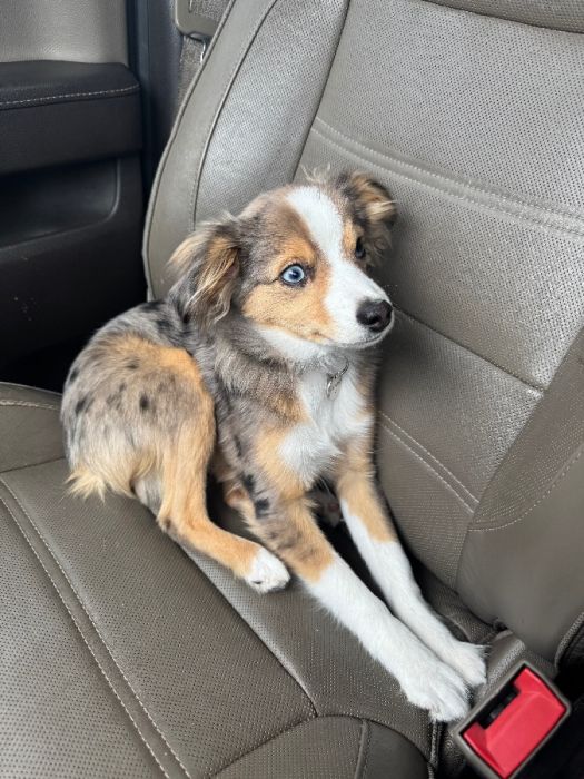 Toy Australian Shepard Stud