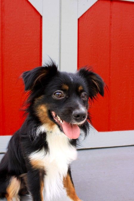 Toy Aussie First Time Stud