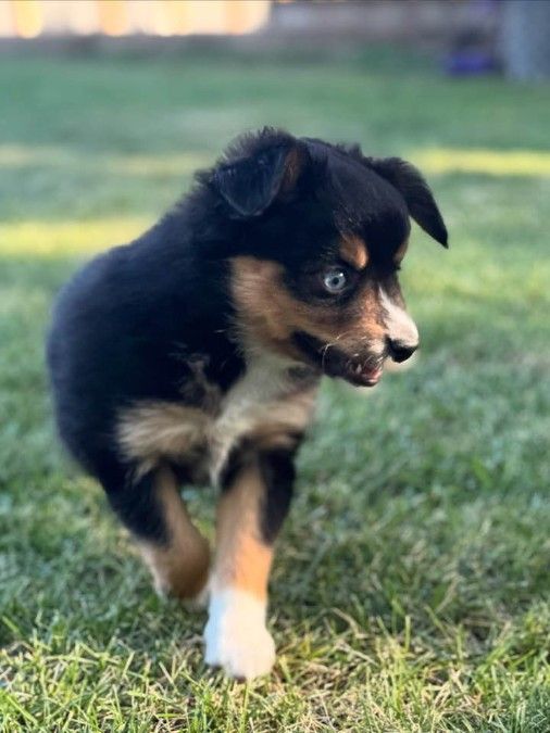 Mini Aussie