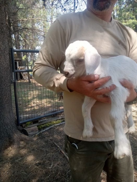 Goat kids ready to wean and mom/baby package deal