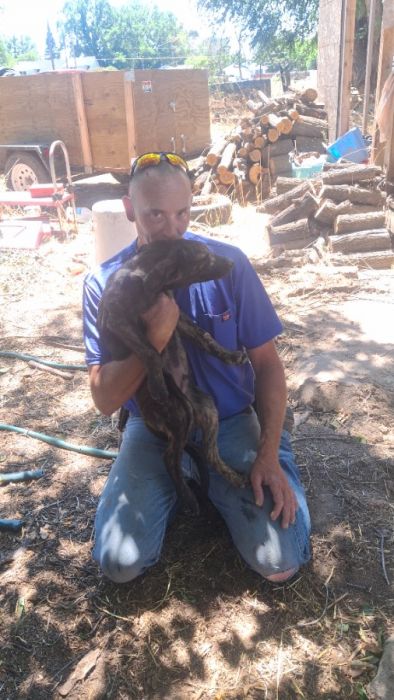 German Shepard/Plott Hound puppies