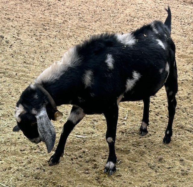 Goats for Sale