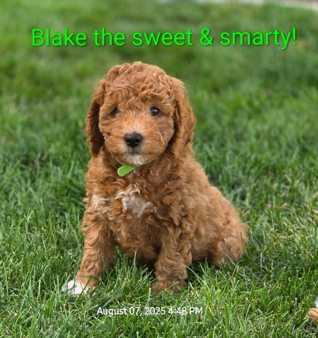 Blake is intelligent, yet loving companion. 