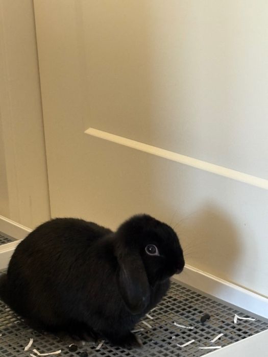 Female Holland Lop