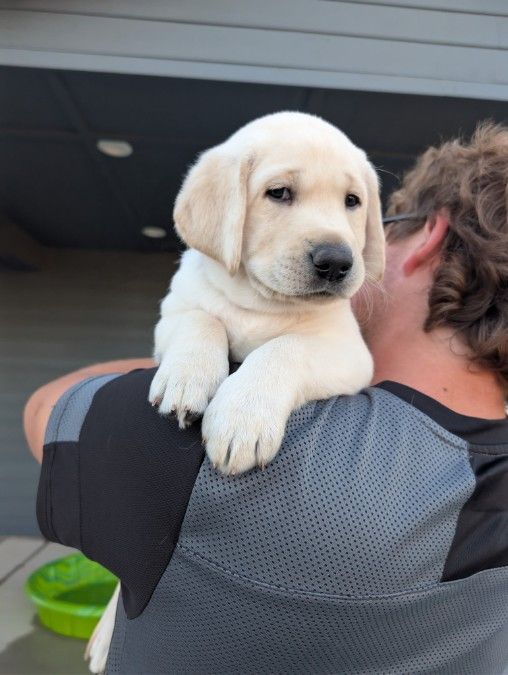 AKC Yellow English Labradors 