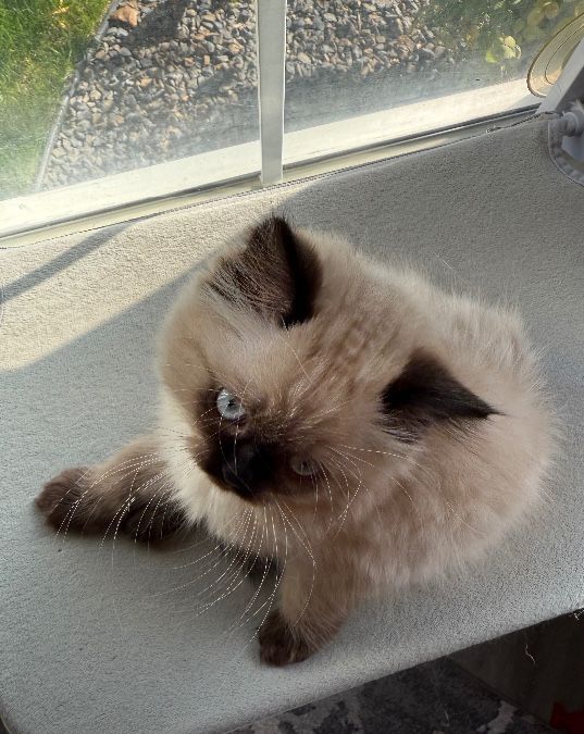Himalayan Persian Kitten 