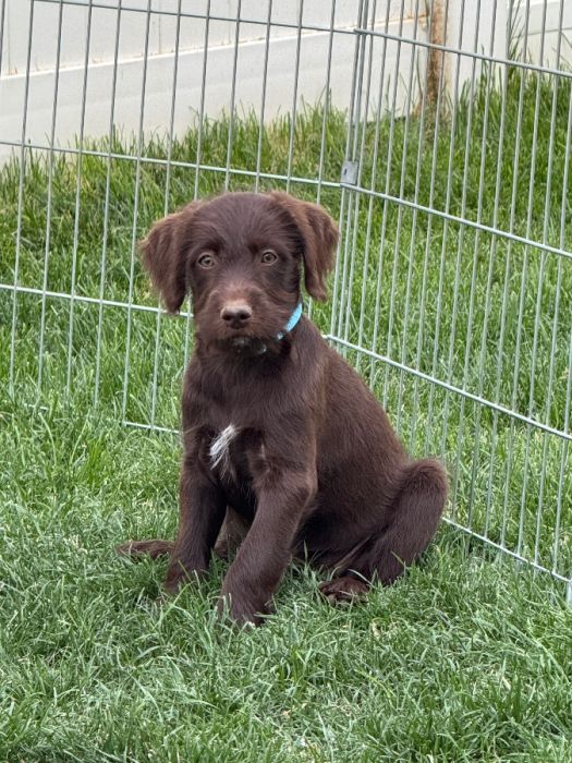 Wirehair Griffon Lab mix