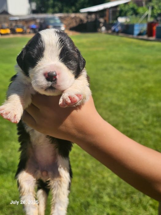 St bernard 
