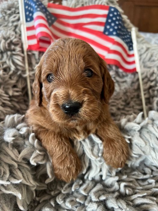 F1 Golden doodles