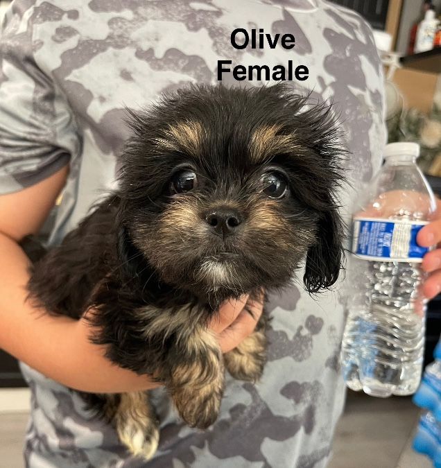 Shiweenie puppies 